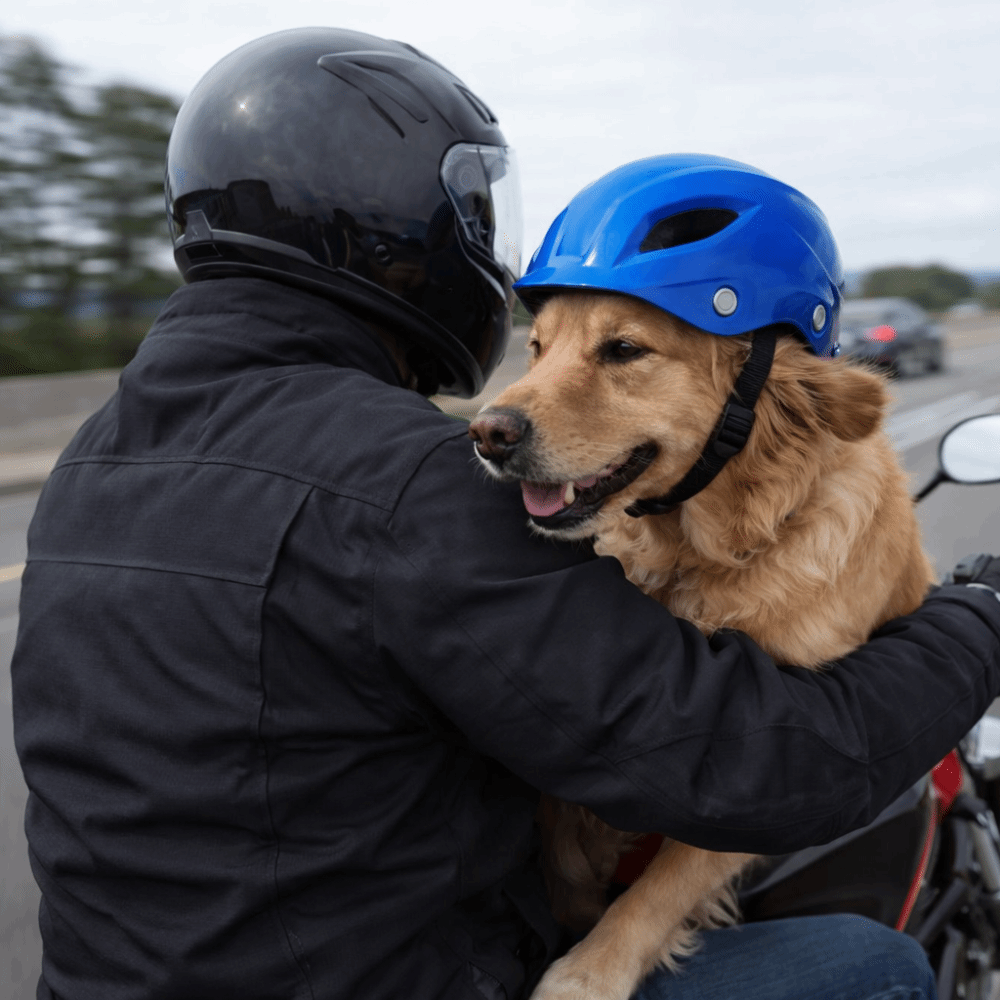 หมวกสัตว์เลี้ยง หมวกกันน็อคสุน - Motorcycle Gear For Dogs บทวิจารณ์และราคา